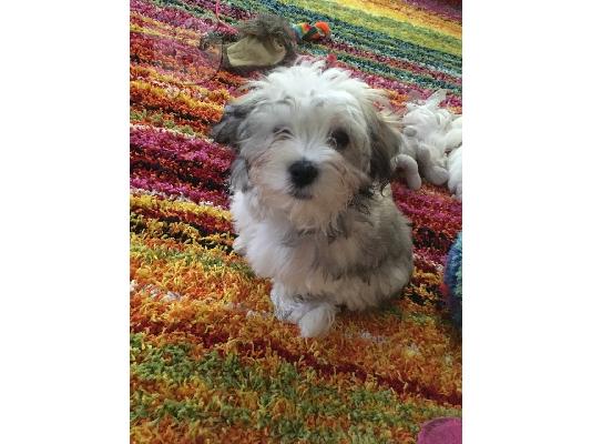 PoulaTo: Διαθέσιμα χαριτωμένα κουτάβια Cavachon.